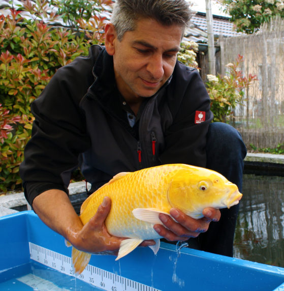 kontrollierte-haltung kontrollierte-haltung